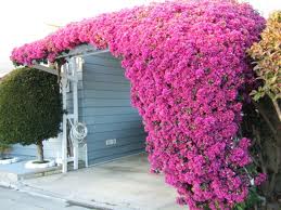 Giàn hoa giấy dịu êm